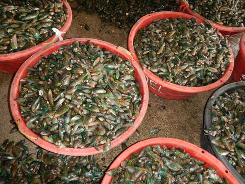 Image of Green mussel