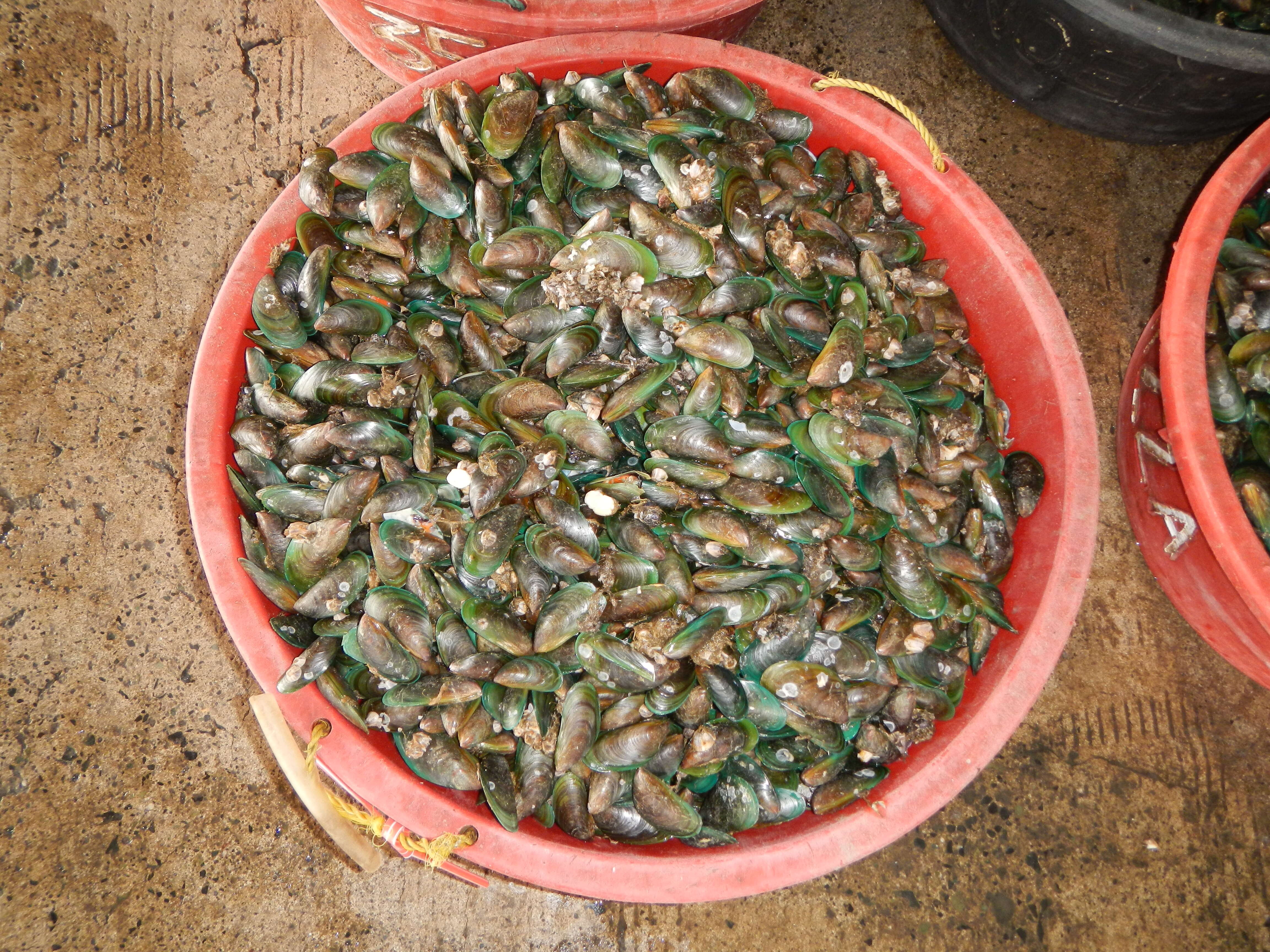 Image of Green mussel