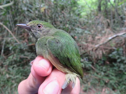 Image of Blue-crowned Manakin