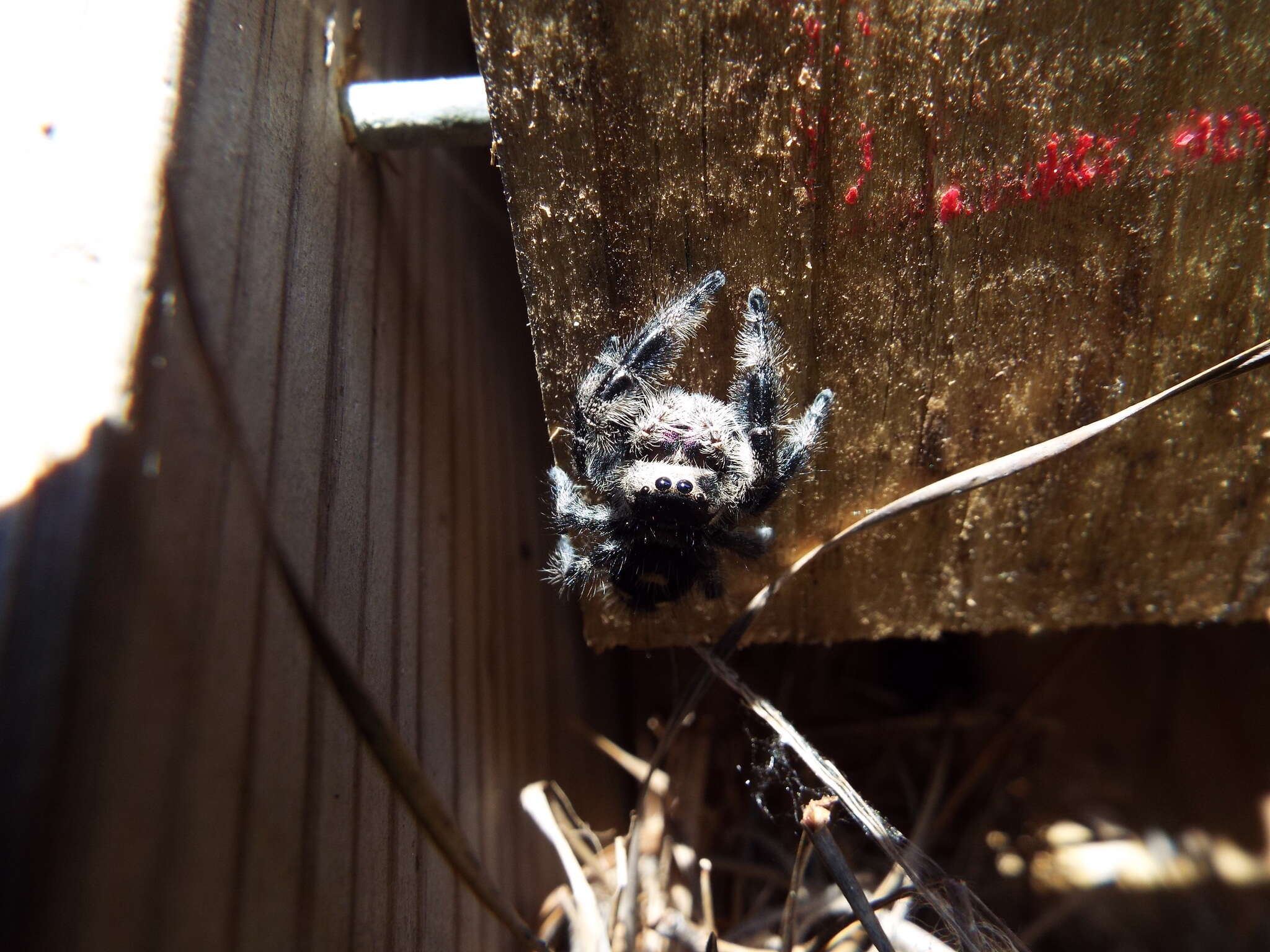 صورة Phidippus regius C. L. Koch 1846