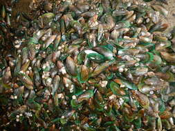 Image of Green mussel