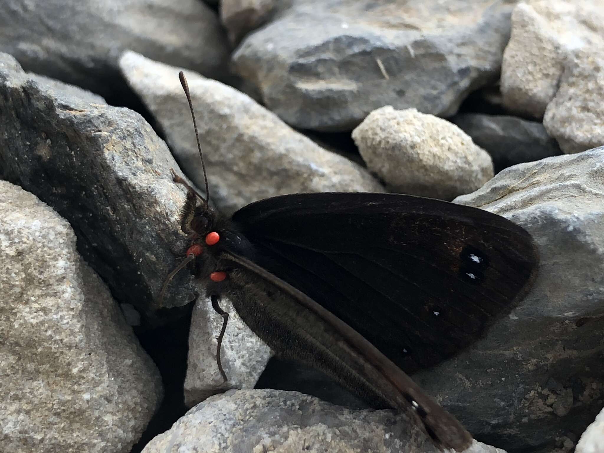 Image of Lefèbvre’s Ringlet