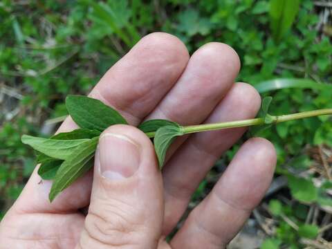 Image of spotted St. Johnswort