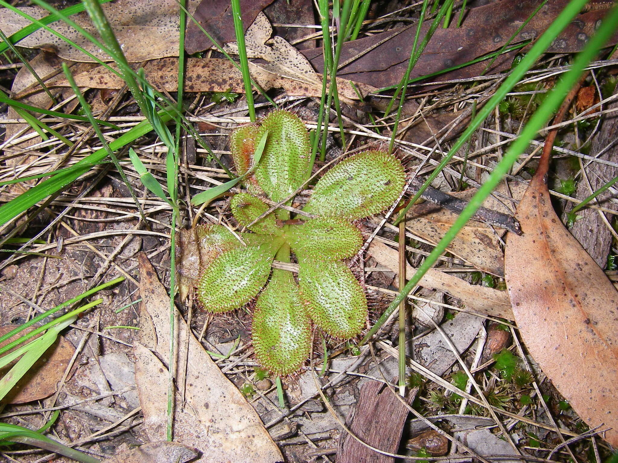 Image of Drosera praefolia Tepper