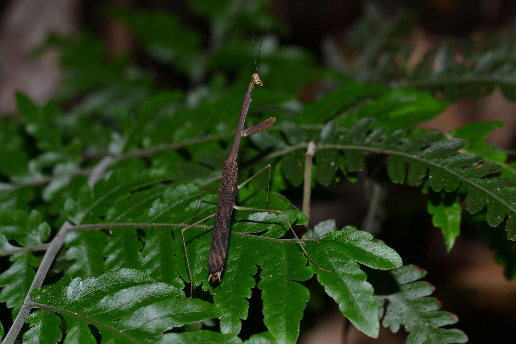 Image of Tagalomantis manillensis Saussure 1870