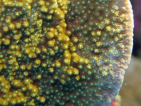 Image of Encrusting pore coral