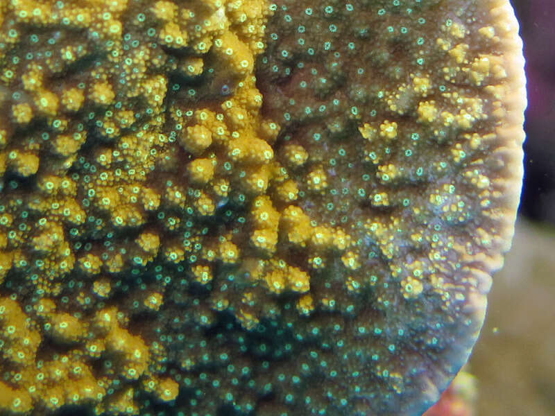 Image de Montipora aequituberculata Bernard 1897