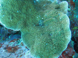 癭葉表孔珊瑚的圖片