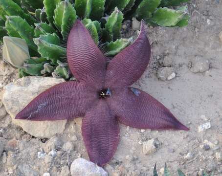 Image de Ceropegia grandiflora (Masson) Bruyns