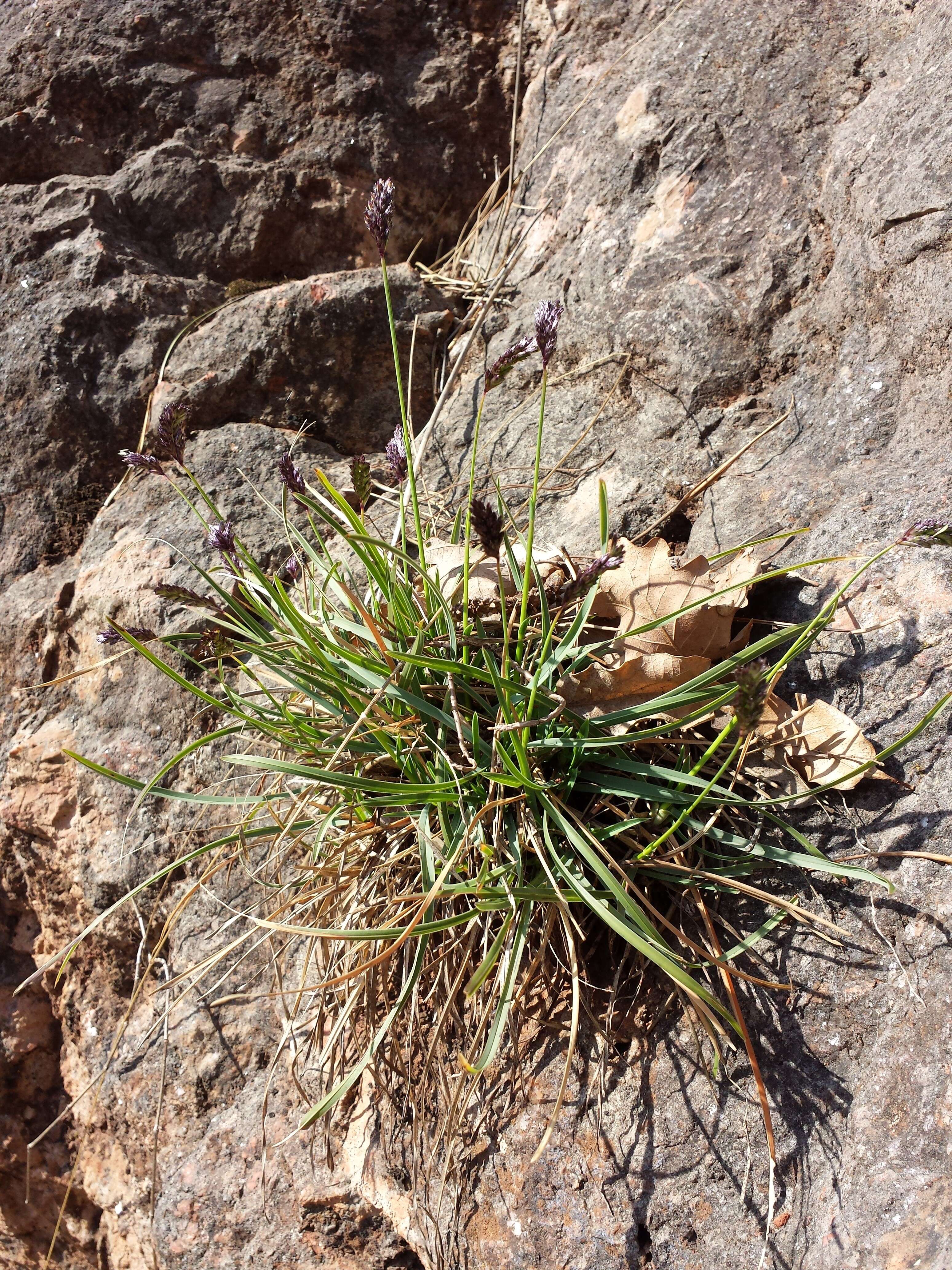 Image of blue moor grass