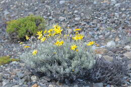 Plancia ëd Senecio argyreus Phil.