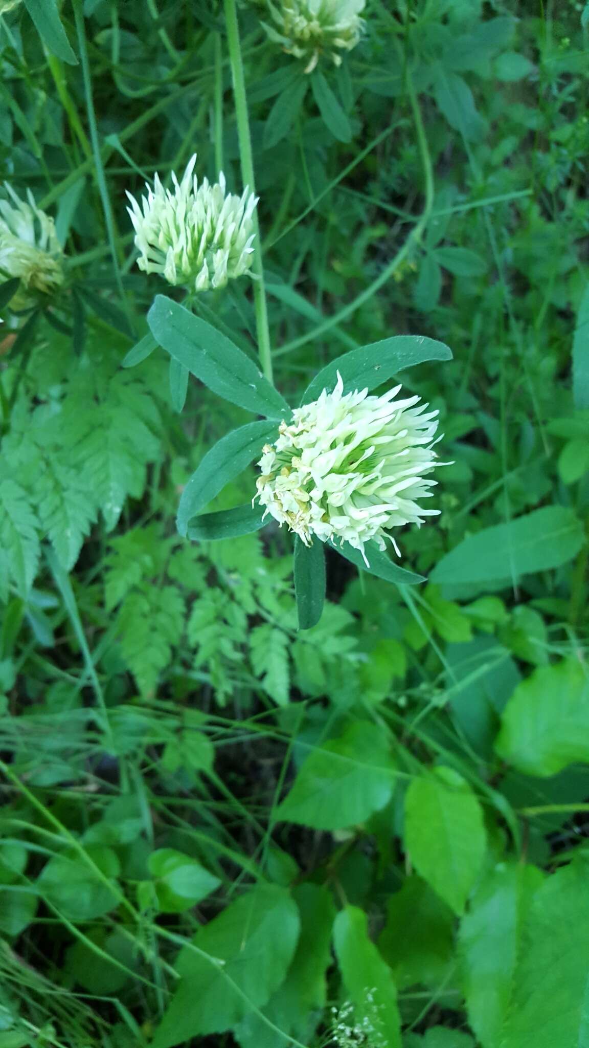 Image of sulphur clover