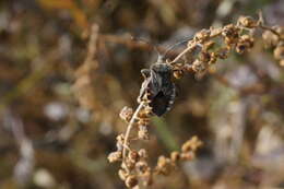 Image of Acanthocoris sordidus (Thunberg 1783)