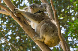 Image of koalas