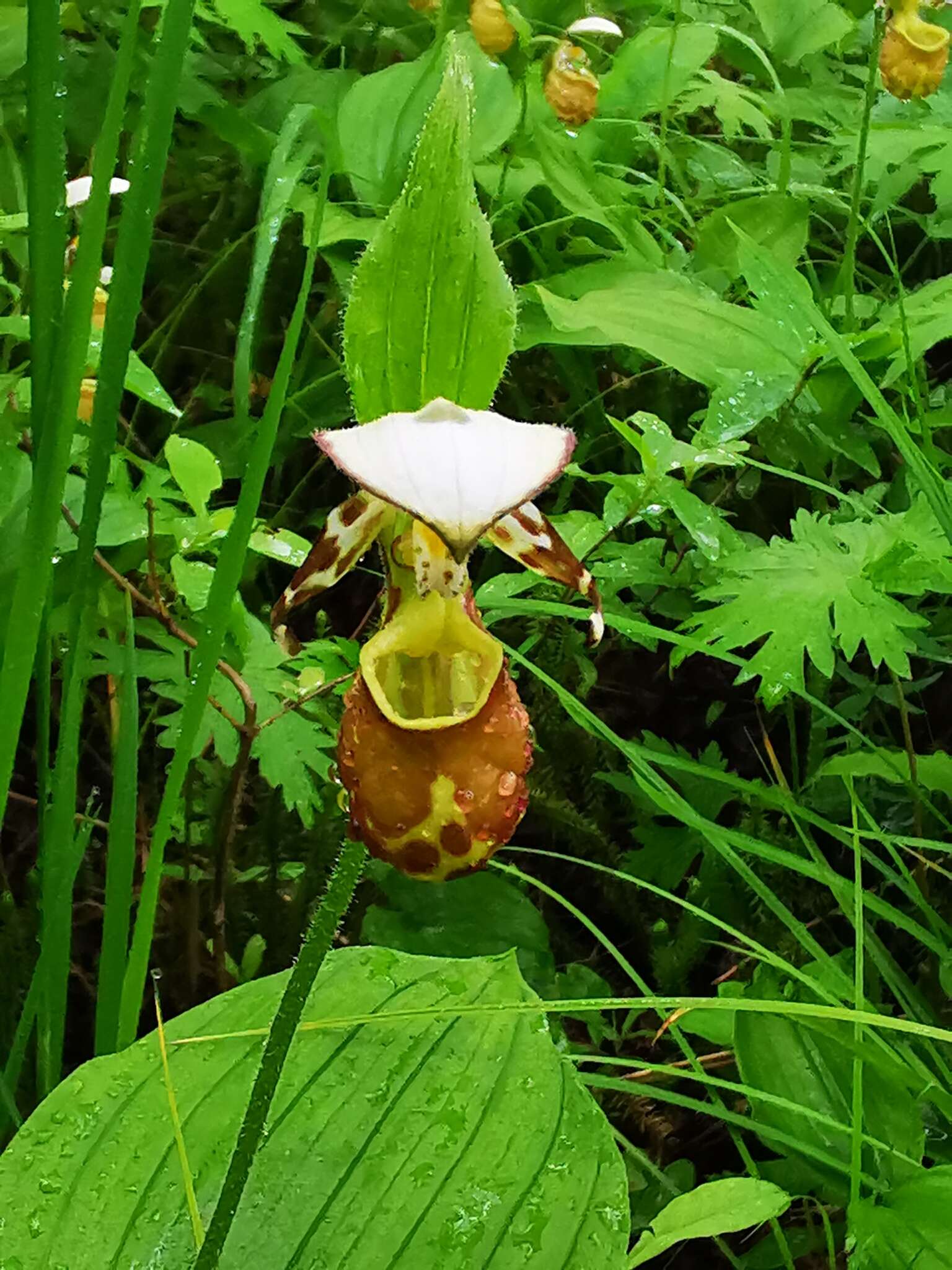 Image of Spotted lady slipper