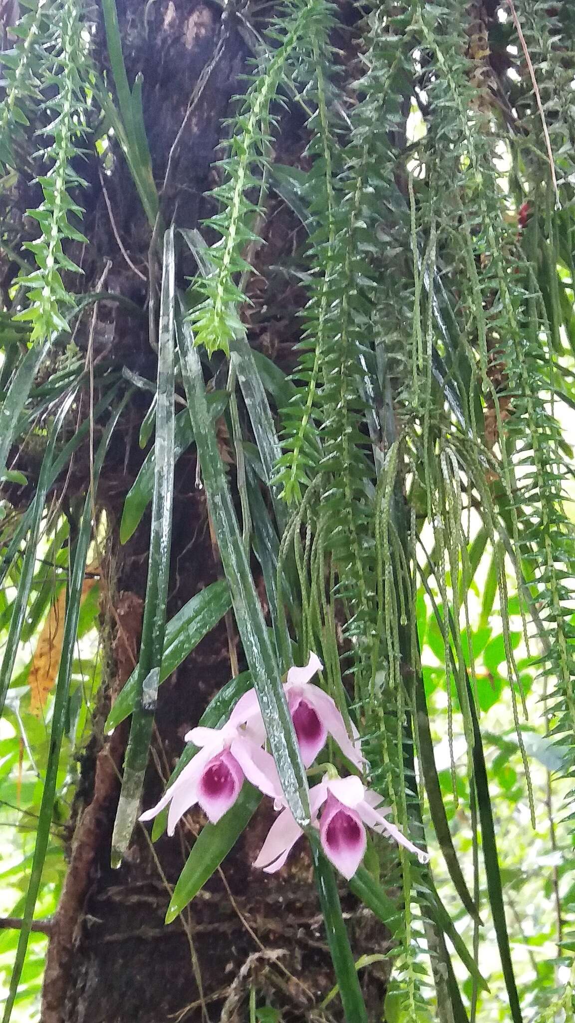 Plancia ëd Dendrobium anosmum Lindl.