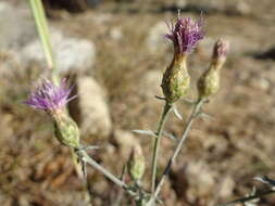 Слика од Centaurea paniculata L.