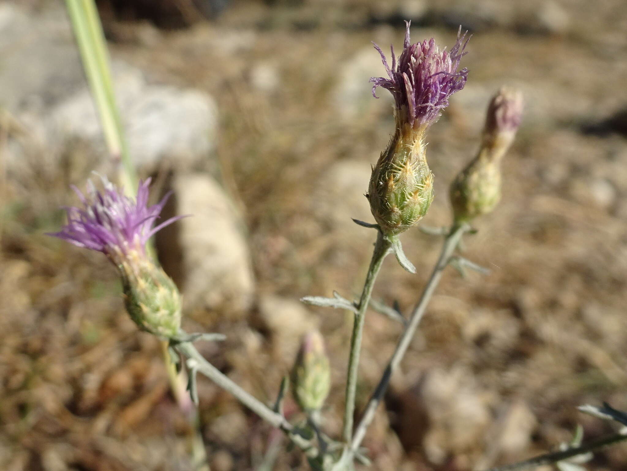 Слика од Centaurea paniculata L.