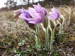 Image of Greater Pasque Flower