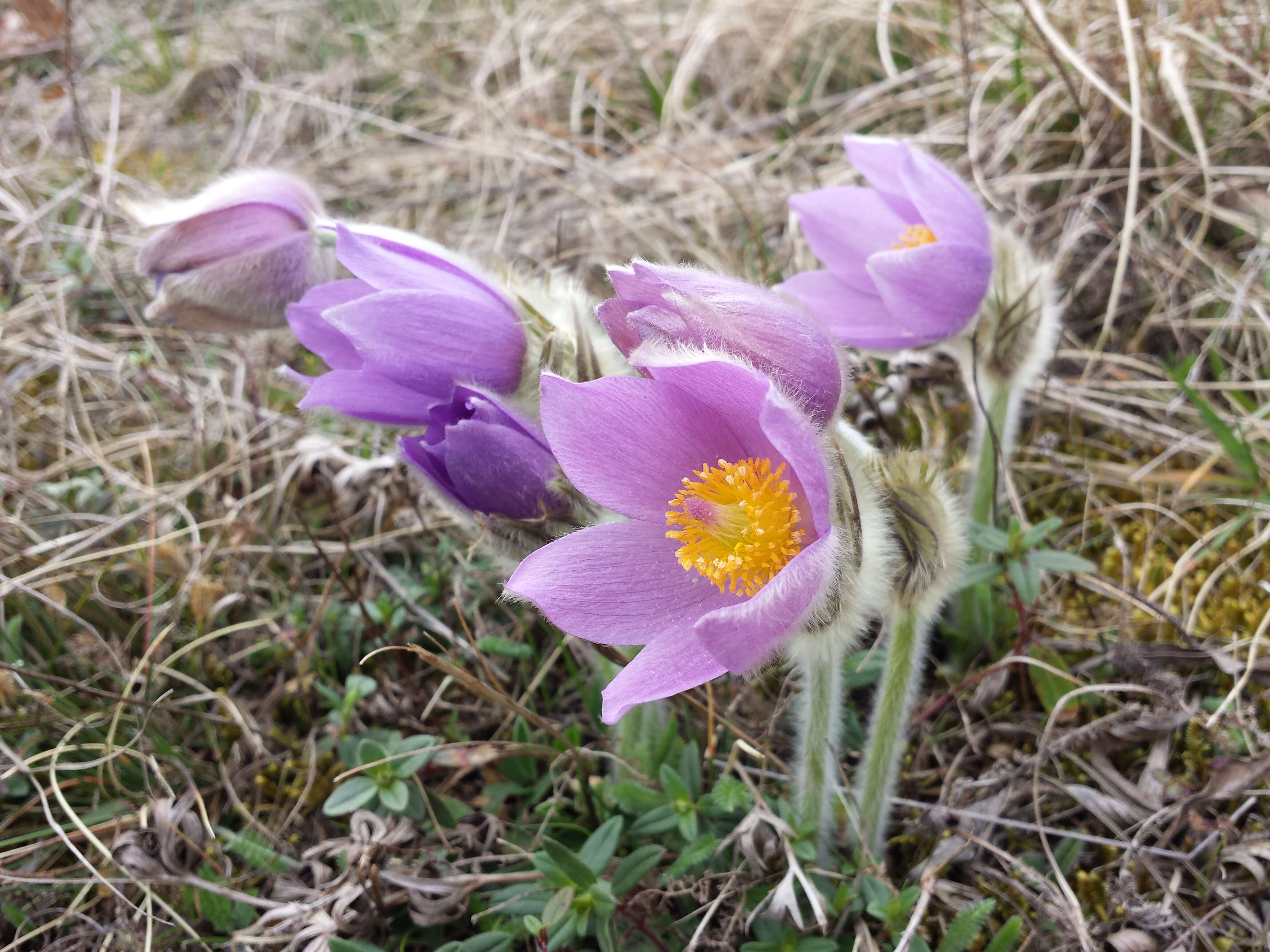 Image of Greater Pasque Flower