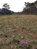 Image of Greater Pasque Flower