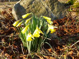 Image of daffodil