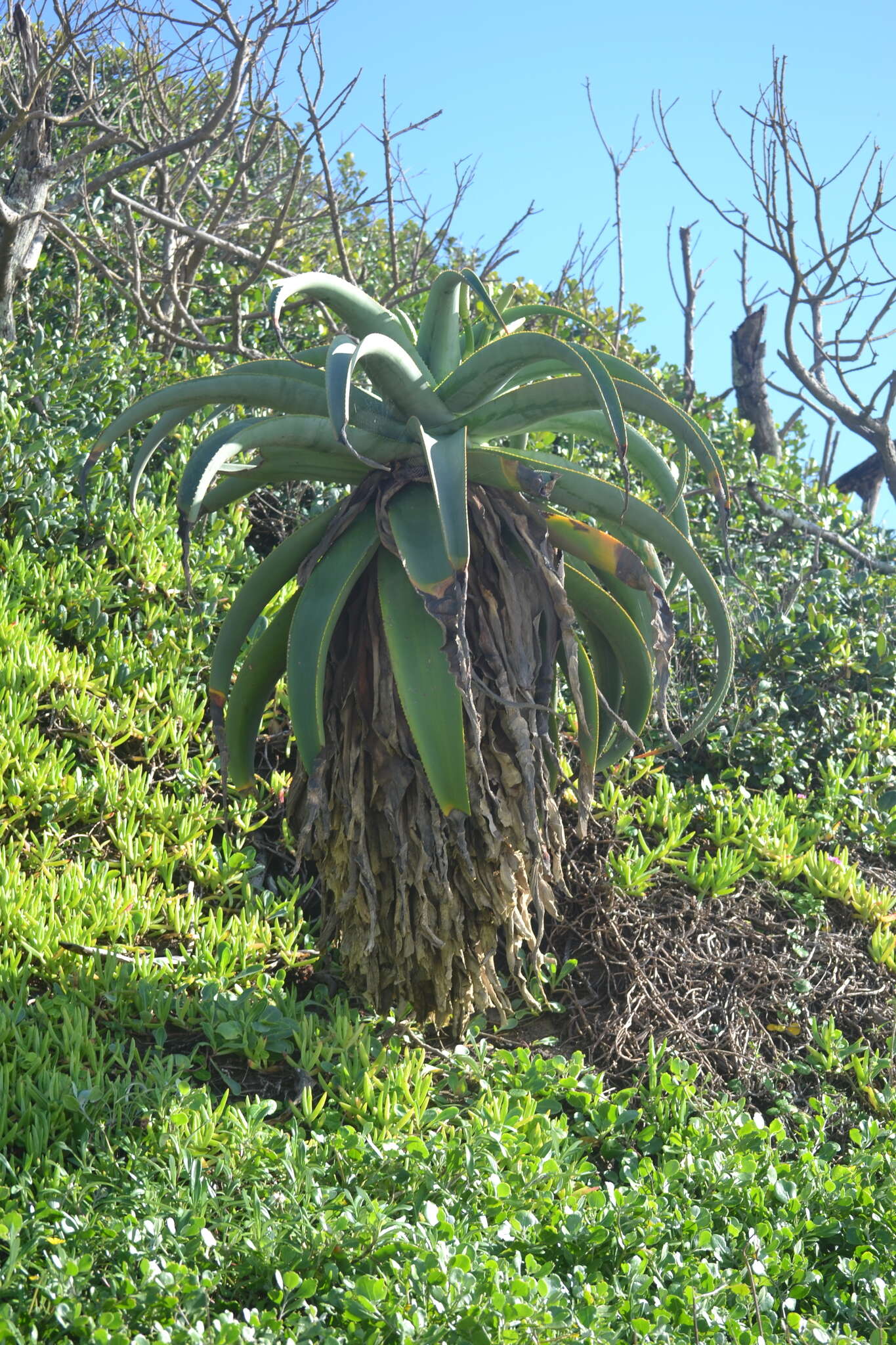 Aloe thraskii Baker resmi