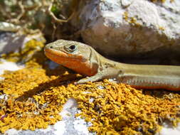 Image of Dalmatian Wall Lizard