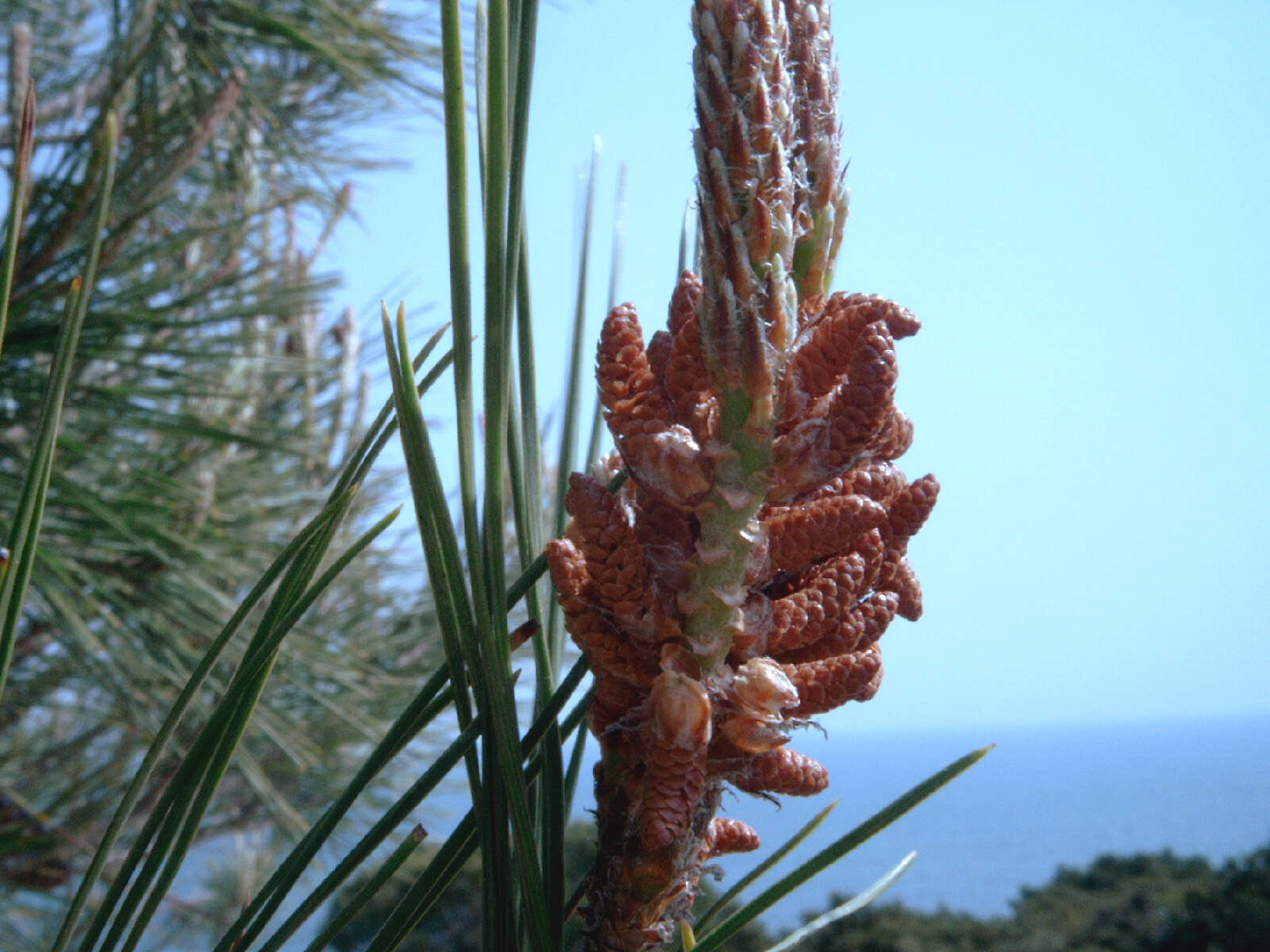 Image of Maritime Pine