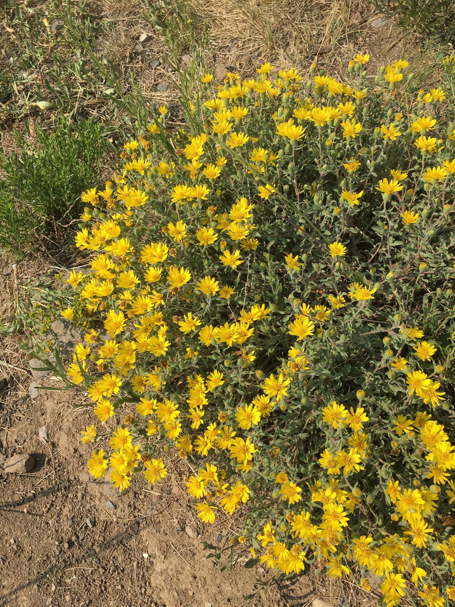 Image of hairy false goldenaster