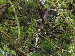 Image of Alouatta guariba clamitans Cabrera 1940