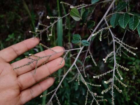 Image of Rhus terebinthifolia Schltdl. & Cham.