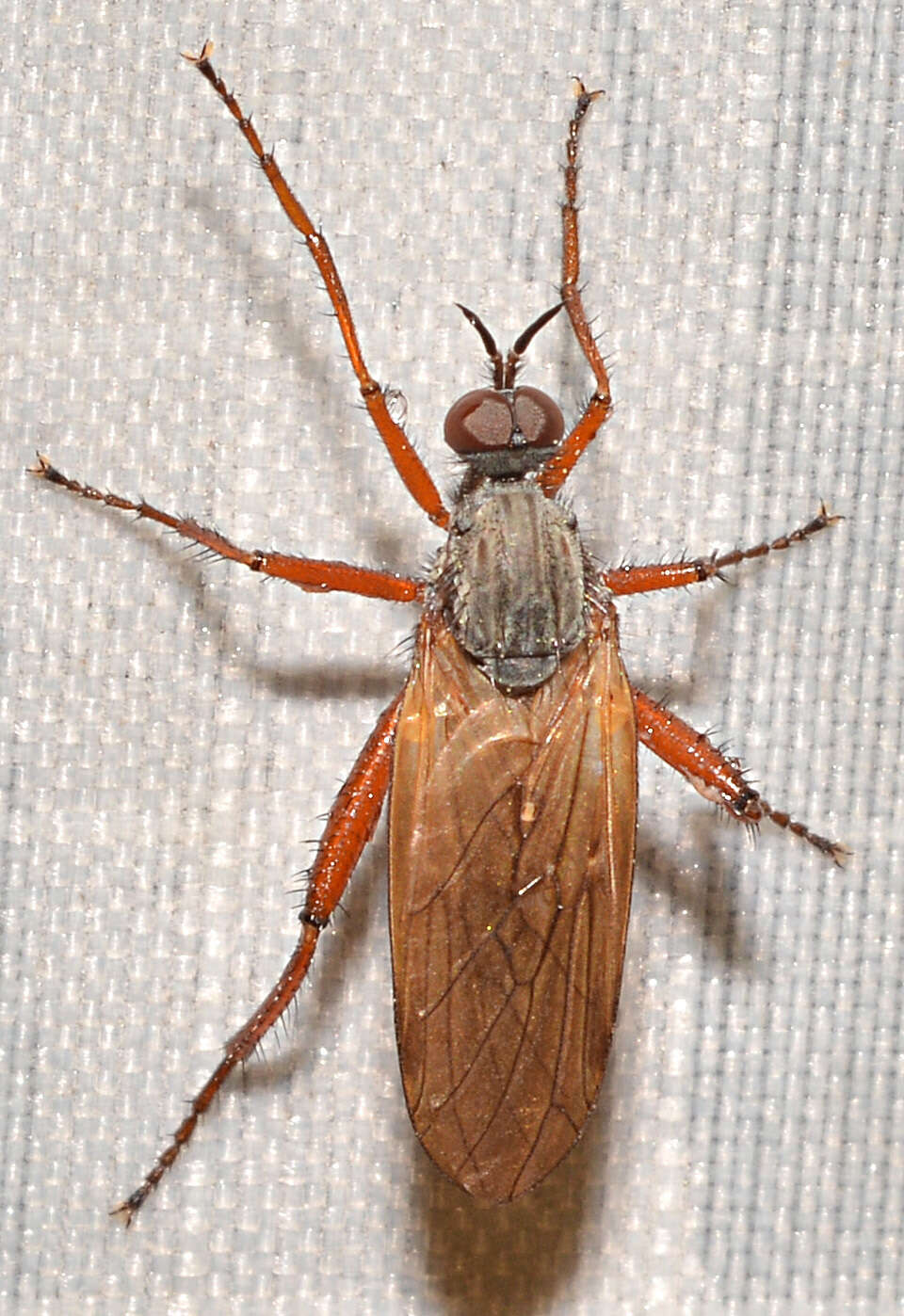 Image of Empis spectabilis Loew 1862