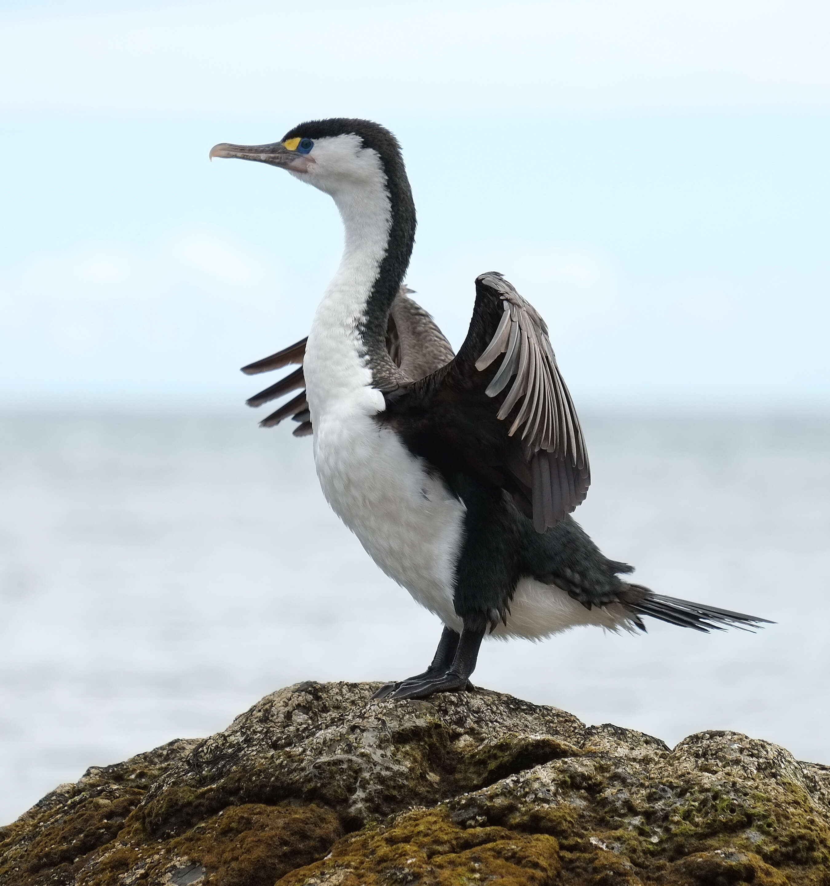 Image of Australian Pied Cormorant