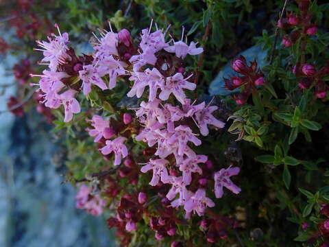 Imagem de Thymus herba-barona Loisel.