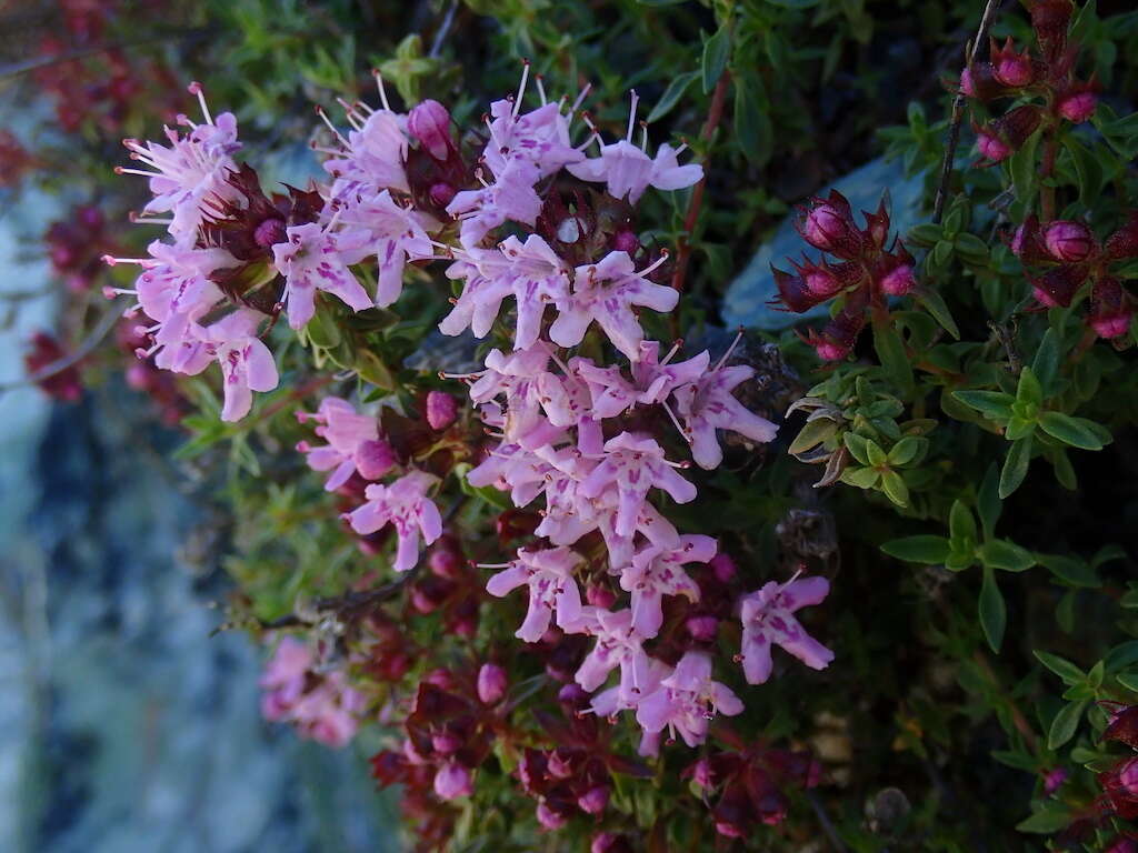 Sivun Thymus herba-barona Loisel. kuva