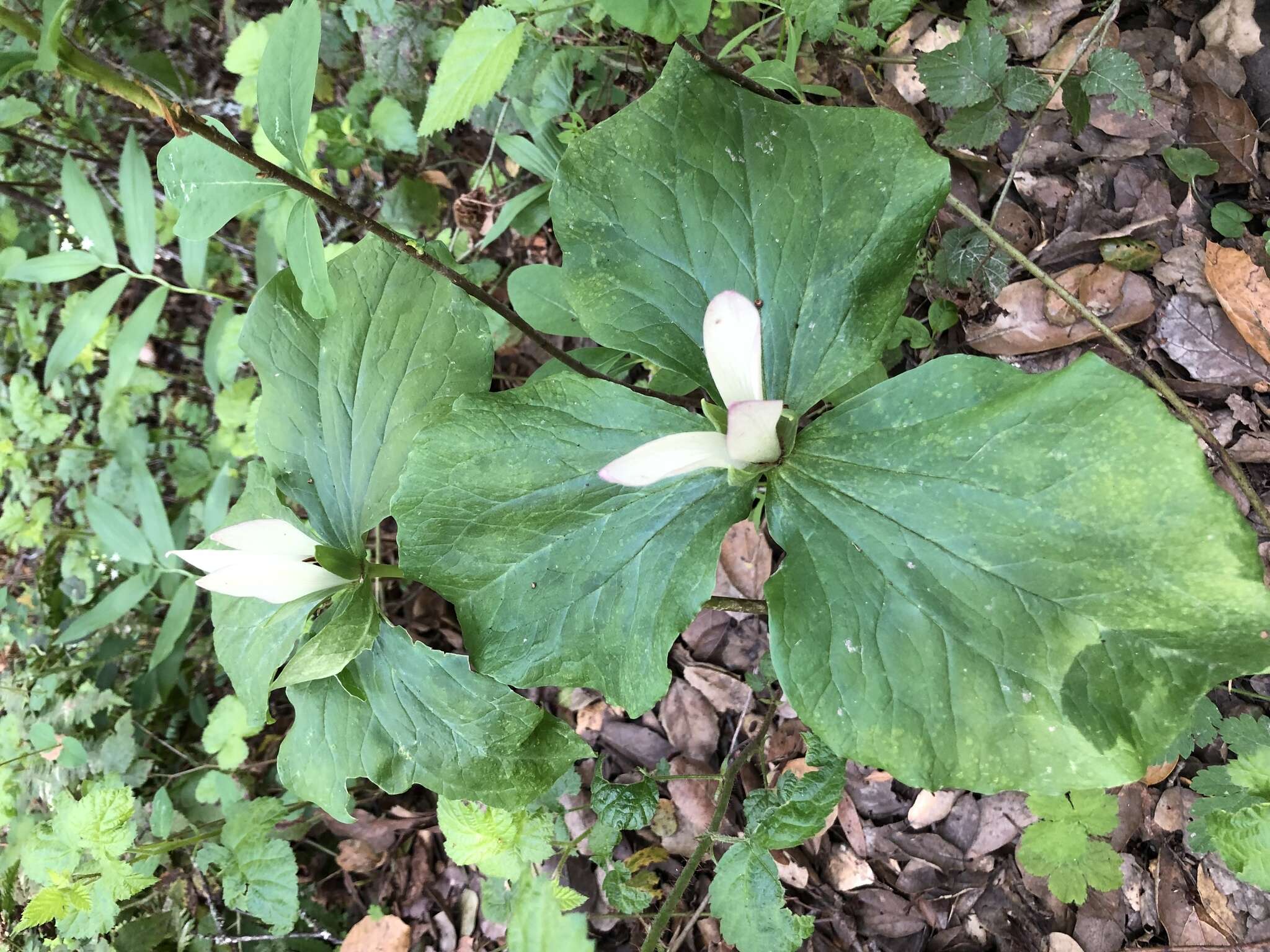 Trillium chloropetalum var. giganteum (Hook. & Arn.) Munz resmi