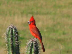 Image of cardinals