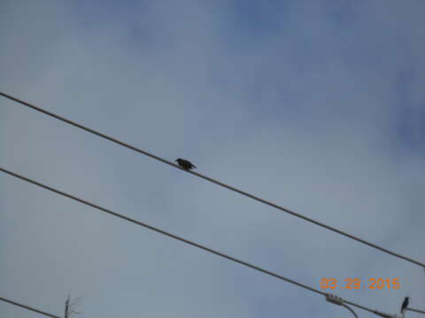 Image of Black Drongo