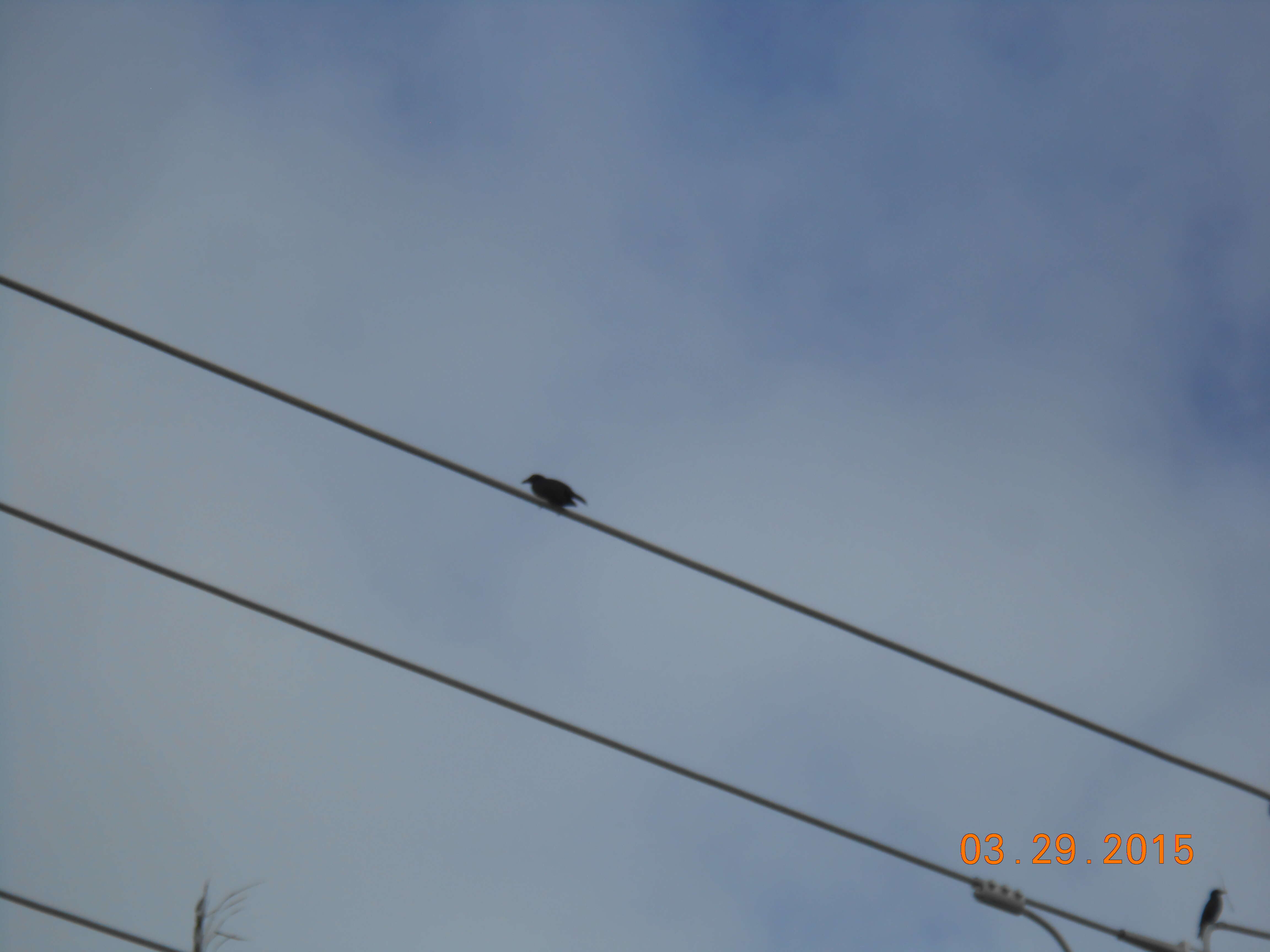 Image of Black Drongo