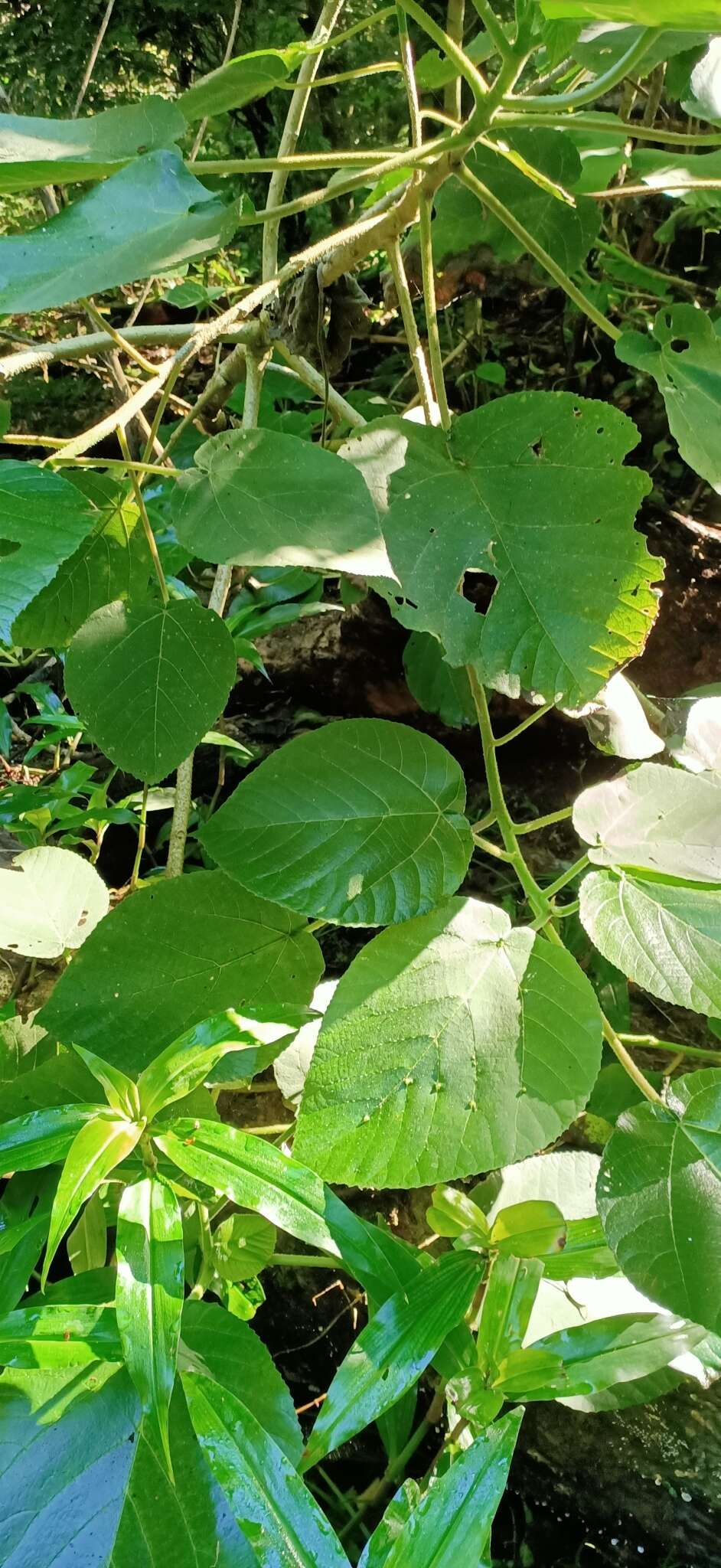 Image of Dendrocnide excelsa (Wedd.) Chew