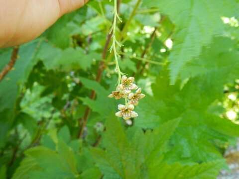 Image of stink currant