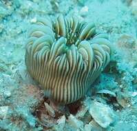 Image of striped bum coral