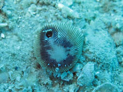 Image of striped bum coral