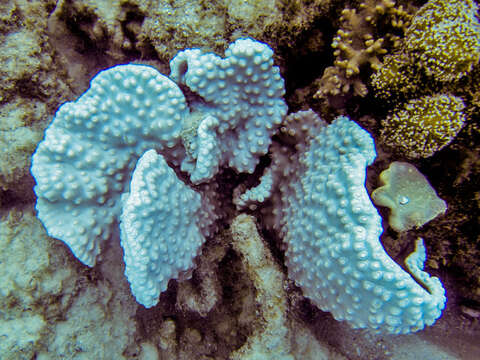 Image of Bowl coral