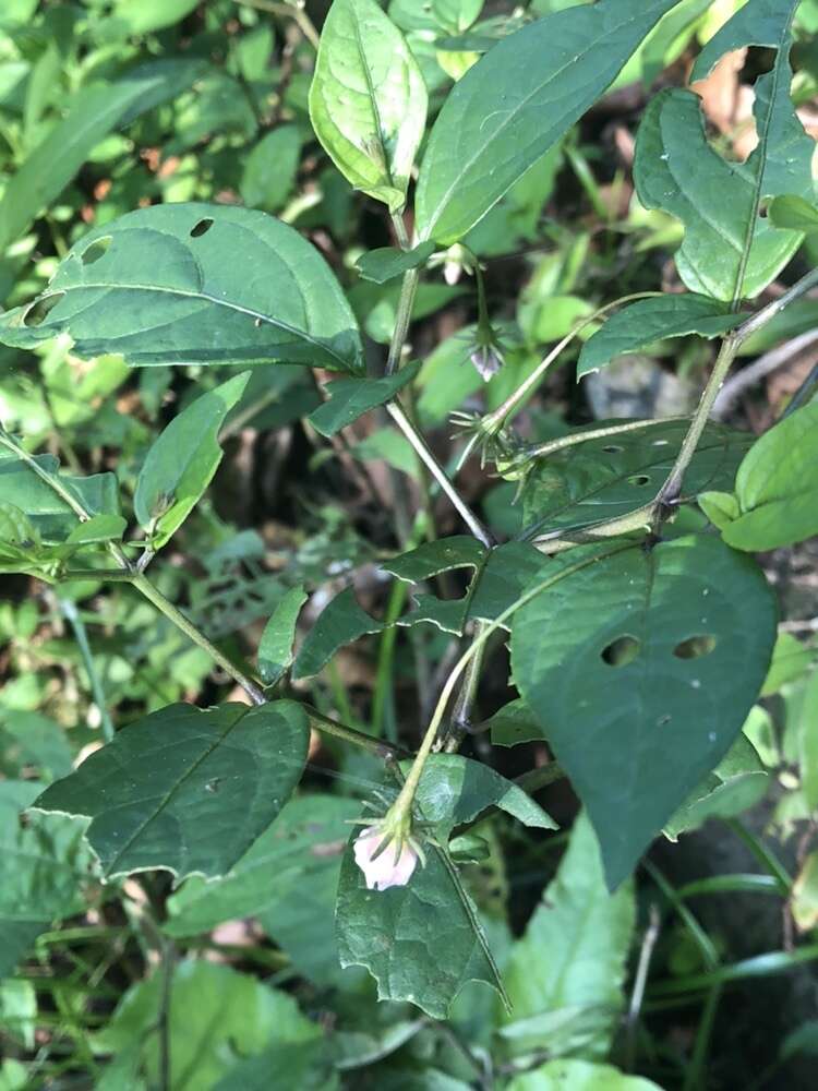 صورة Lycianthes stephanocalyx Bitter