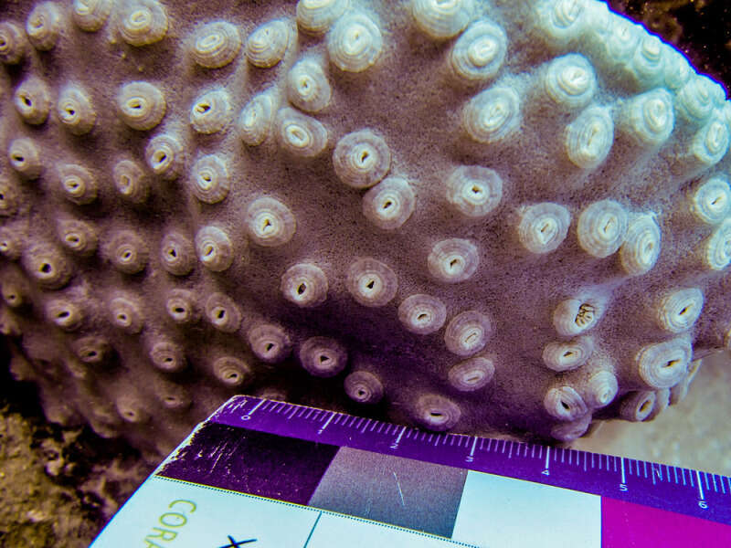 Image of Bowl coral