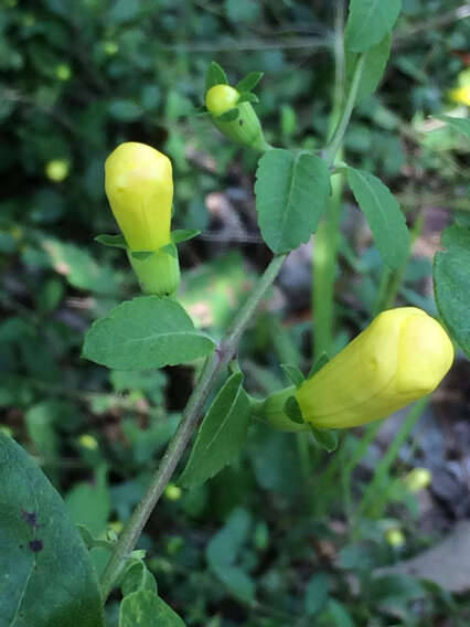 Image of largeflower yellow false foxglove