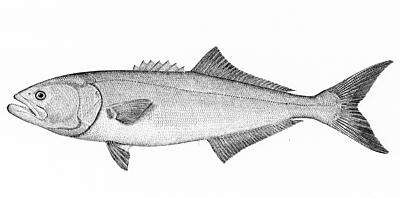 Image of bluefishes