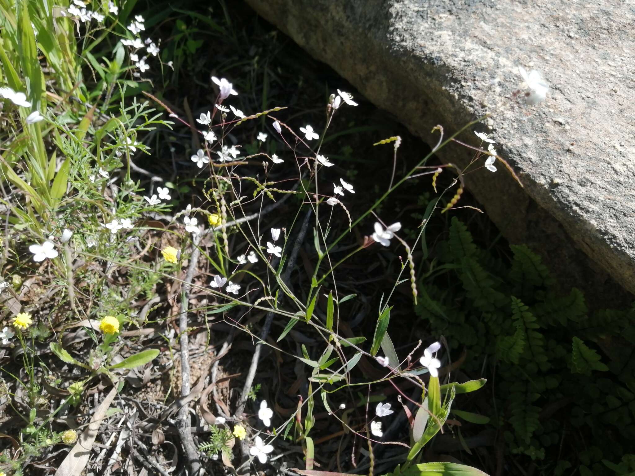 Image de Heliophila amplexicaulis L. fil.